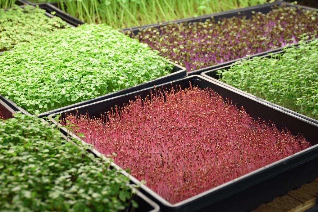 Microgreen Growers Near Me Microgreens Farm SuperCharge! Foods