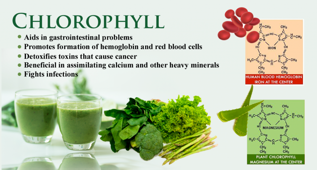 CHLOROPHYLL AND HEMOGLOBIN SuperCharge! Juice Bar & Urban Farm