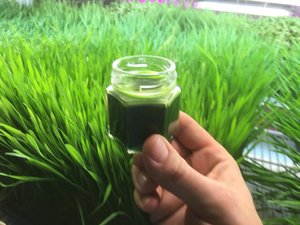 MADISON’S BEST WHEATGRASS JUICE IS SUPERCHARGE!