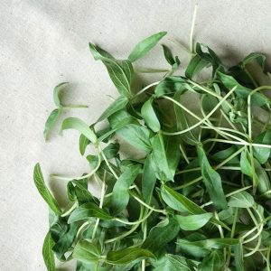 Microgreens-Close-Up-2