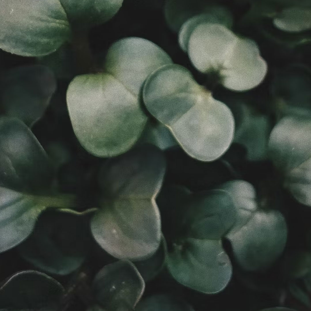 Microgreens Close-Up