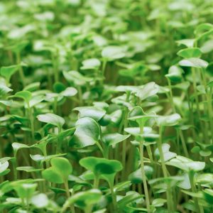 Microgreens