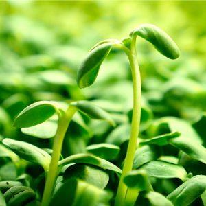 about sunflower microgreens product info