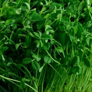 about-pea-shoot-microgreens-product-info