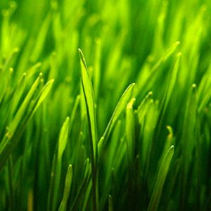 about wheatgrass product info