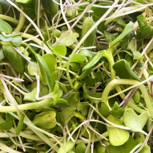 Brassica Microgreens Mix