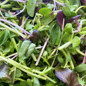 Mild Microgreens Mix