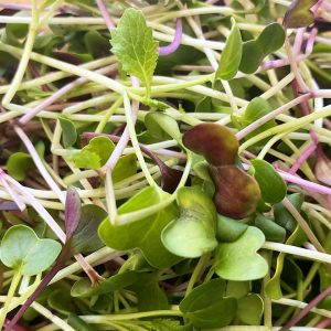 Radish Microgreens Mix