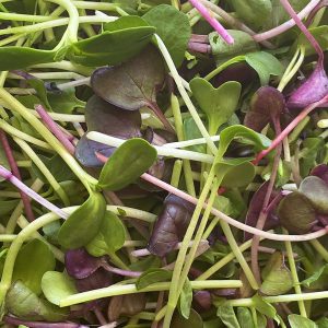 SuperCharge Salad Microgreens Mix