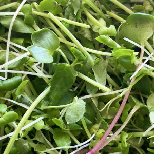 Spicy Microgreens Mix