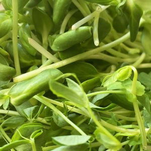 Sunflower Microgreens and Pea Shoot Microgreens Mix